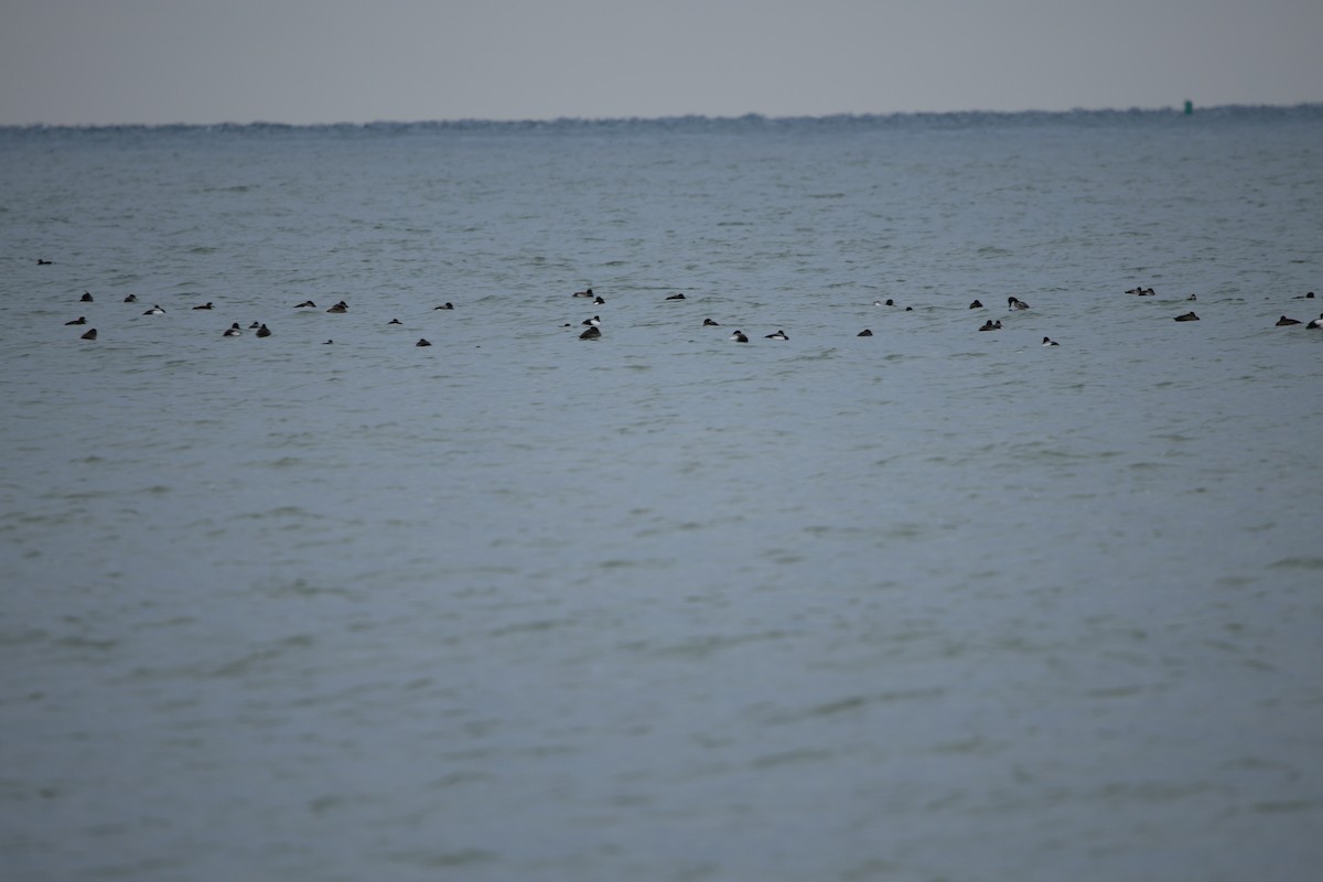 Lesser Scaup - ML613223564