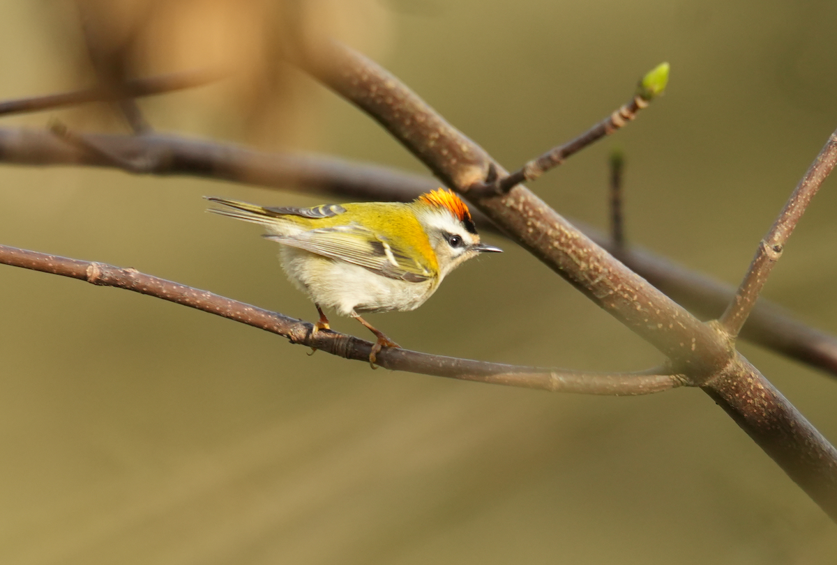 Common Firecrest - ML613223618