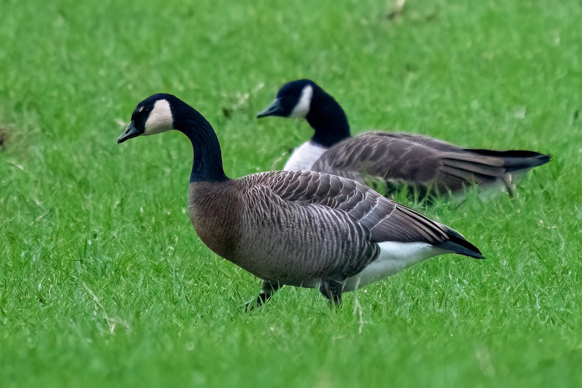 Branta musuzuria x Kanadako branta (hibridoa) - ML613223629