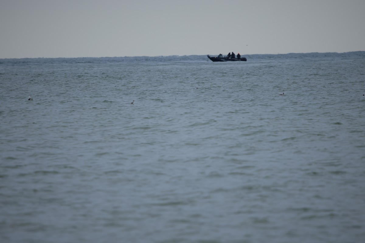 horndykker - ML613223640