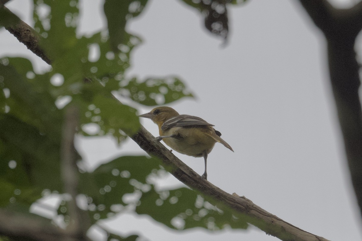 Baltimore Oriole - ML613223643