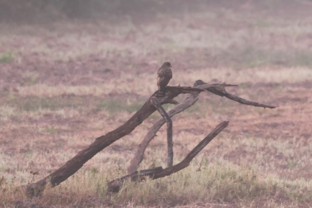 Roadside Hawk - ML613223649