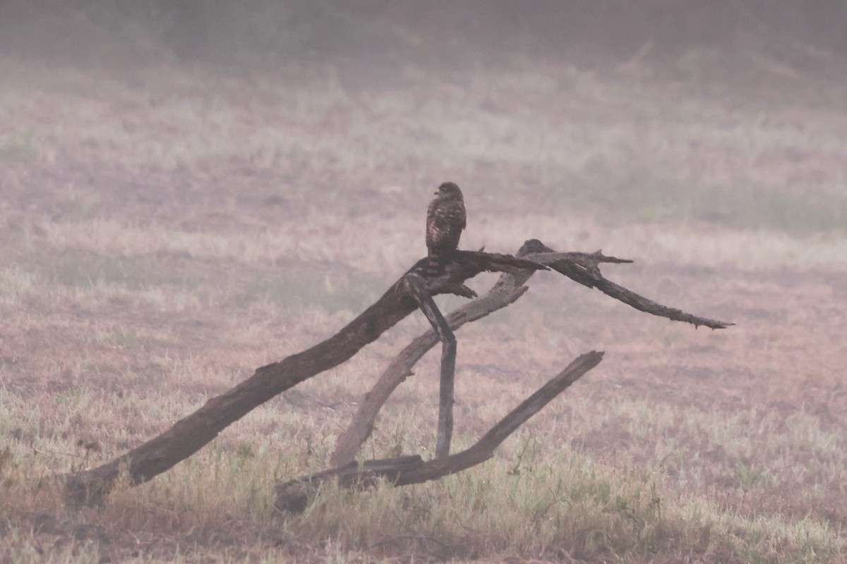 Roadside Hawk - Michael Weaver