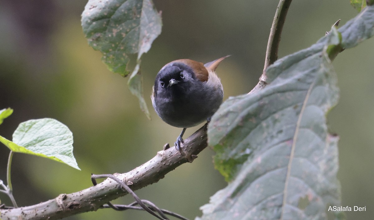 Rwenzori Hill Babbler - ML613223652