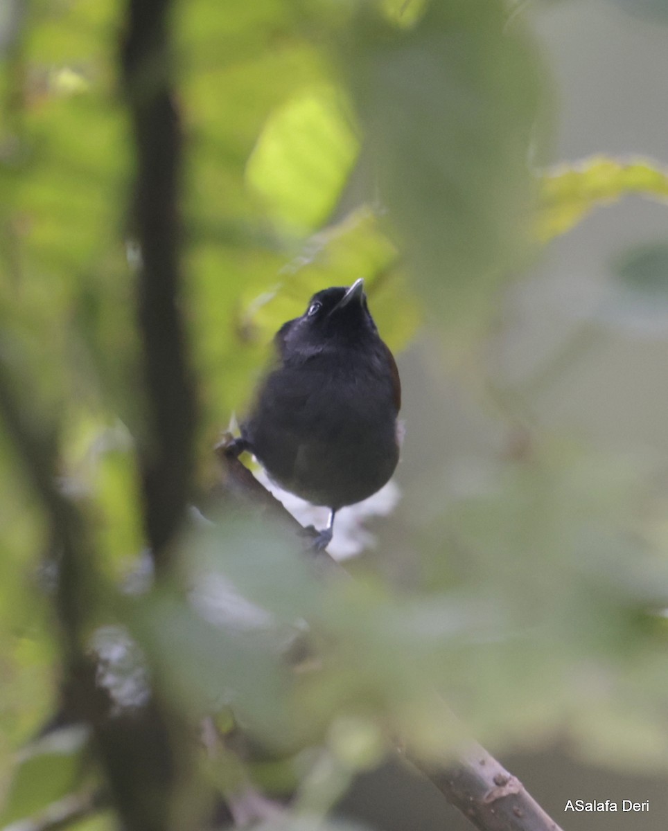 Rwenzori Hill Babbler - ML613223653