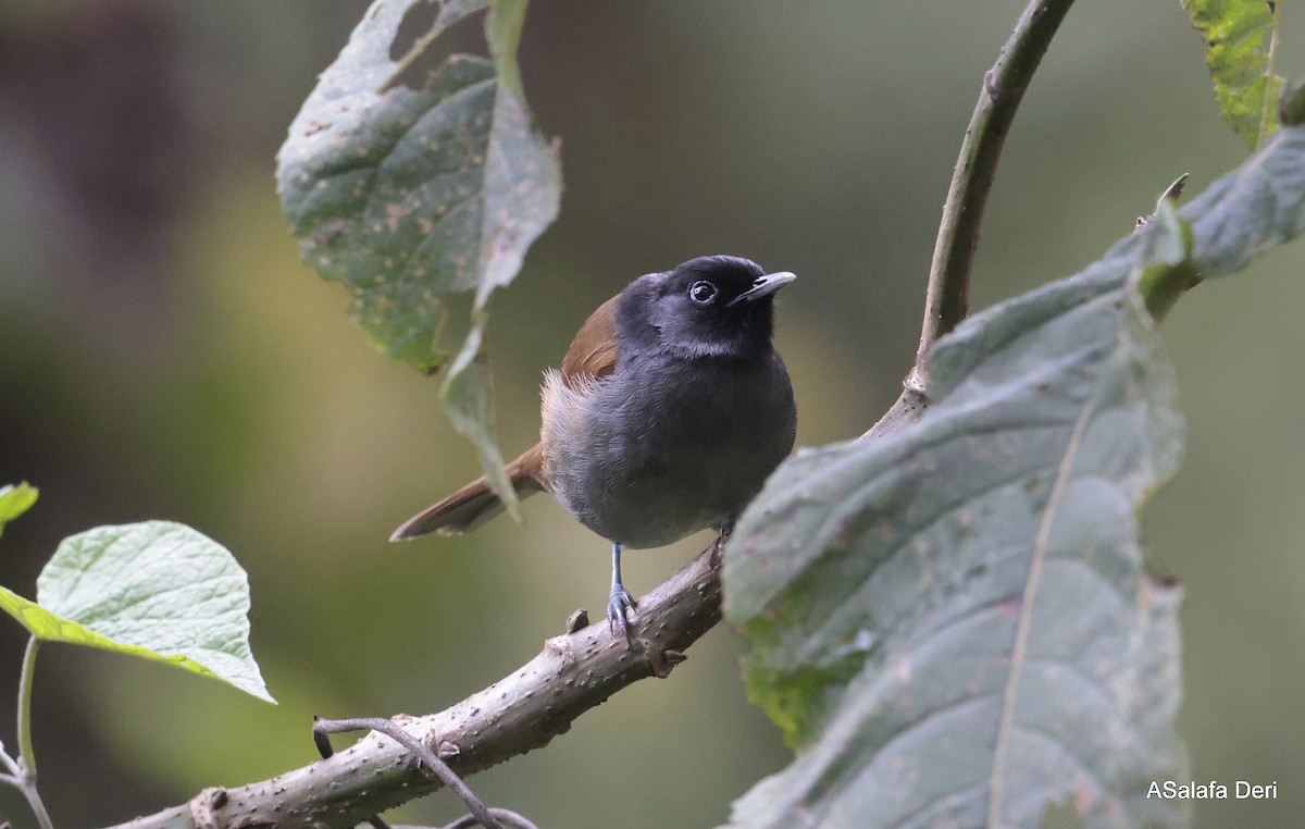 Fauvette du Rwenzori - ML613223655