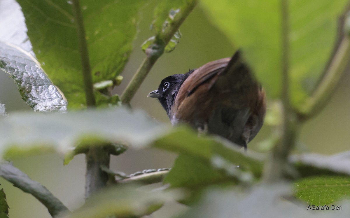 Rwenzori Hill Babbler - ML613223656