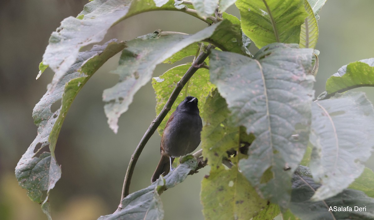 Fauvette du Rwenzori - ML613223658