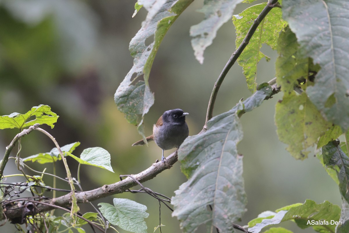 Fauvette du Rwenzori - ML613223659