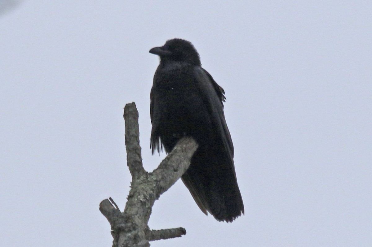 Common Raven - ML613223662