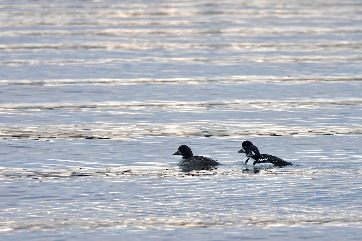 Barrow's Goldeneye - ML613223665