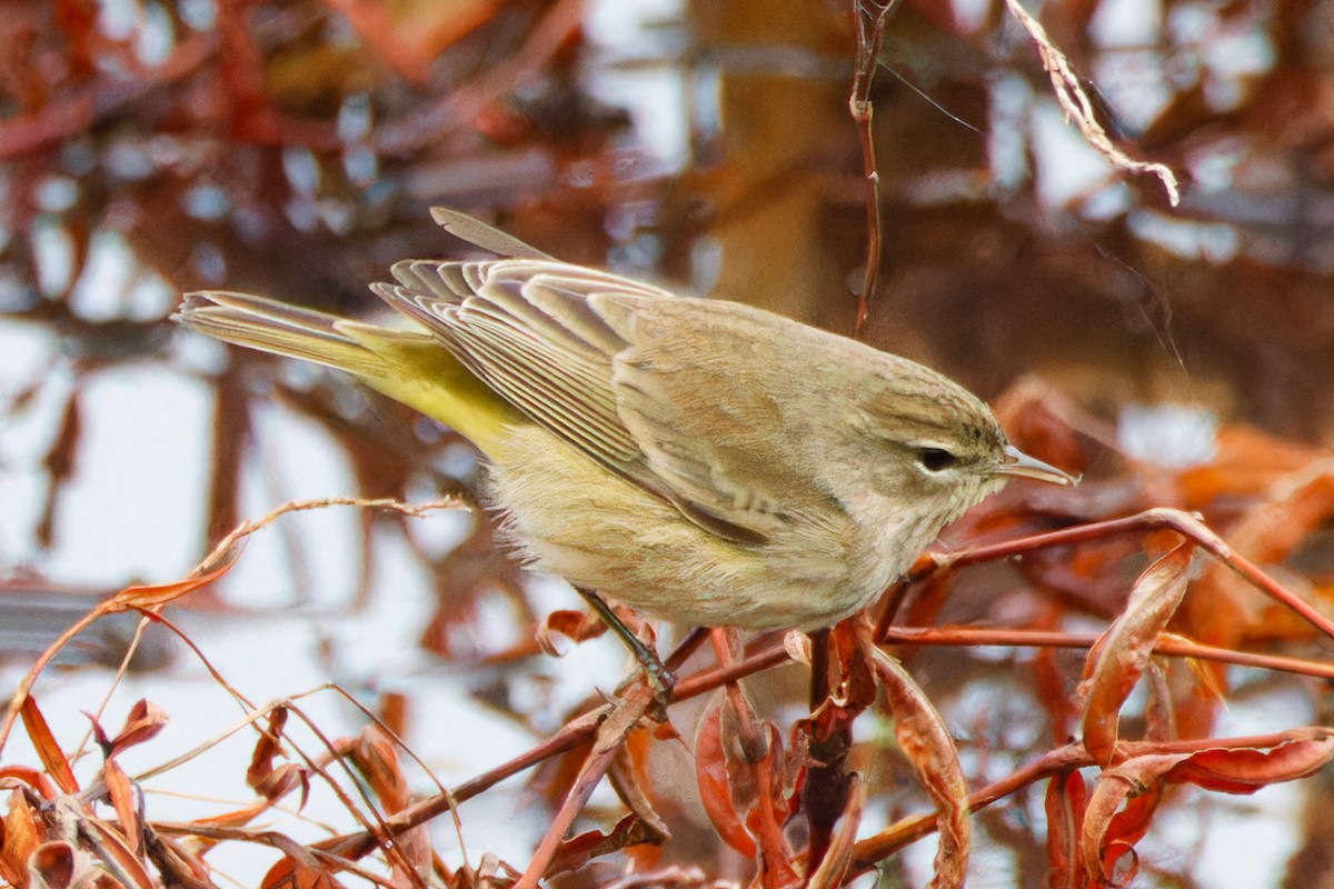 Palm Warbler - ML613223687