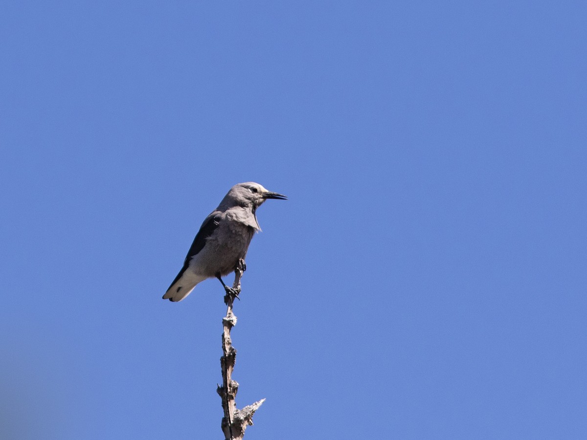 Clark's Nutcracker - ML613223709