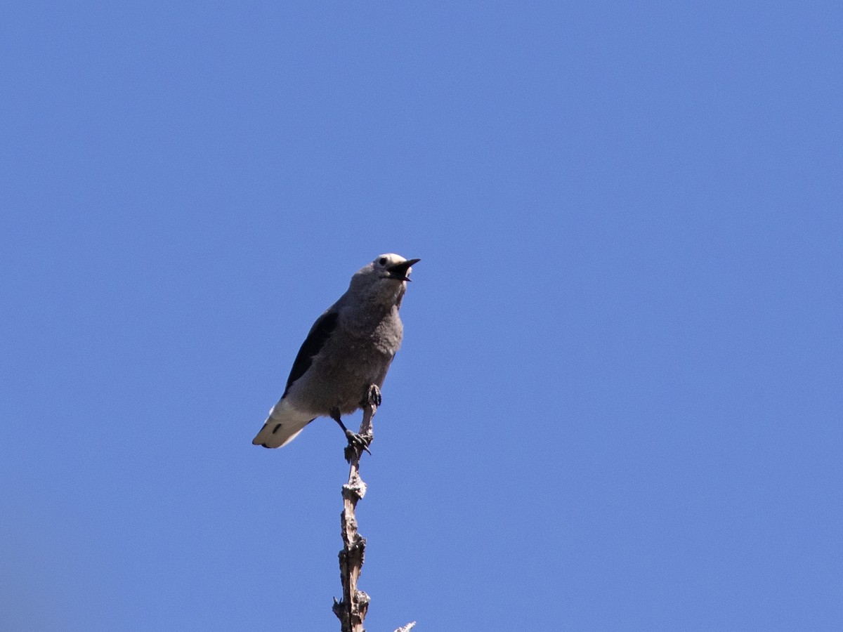 Clark's Nutcracker - ML613223710