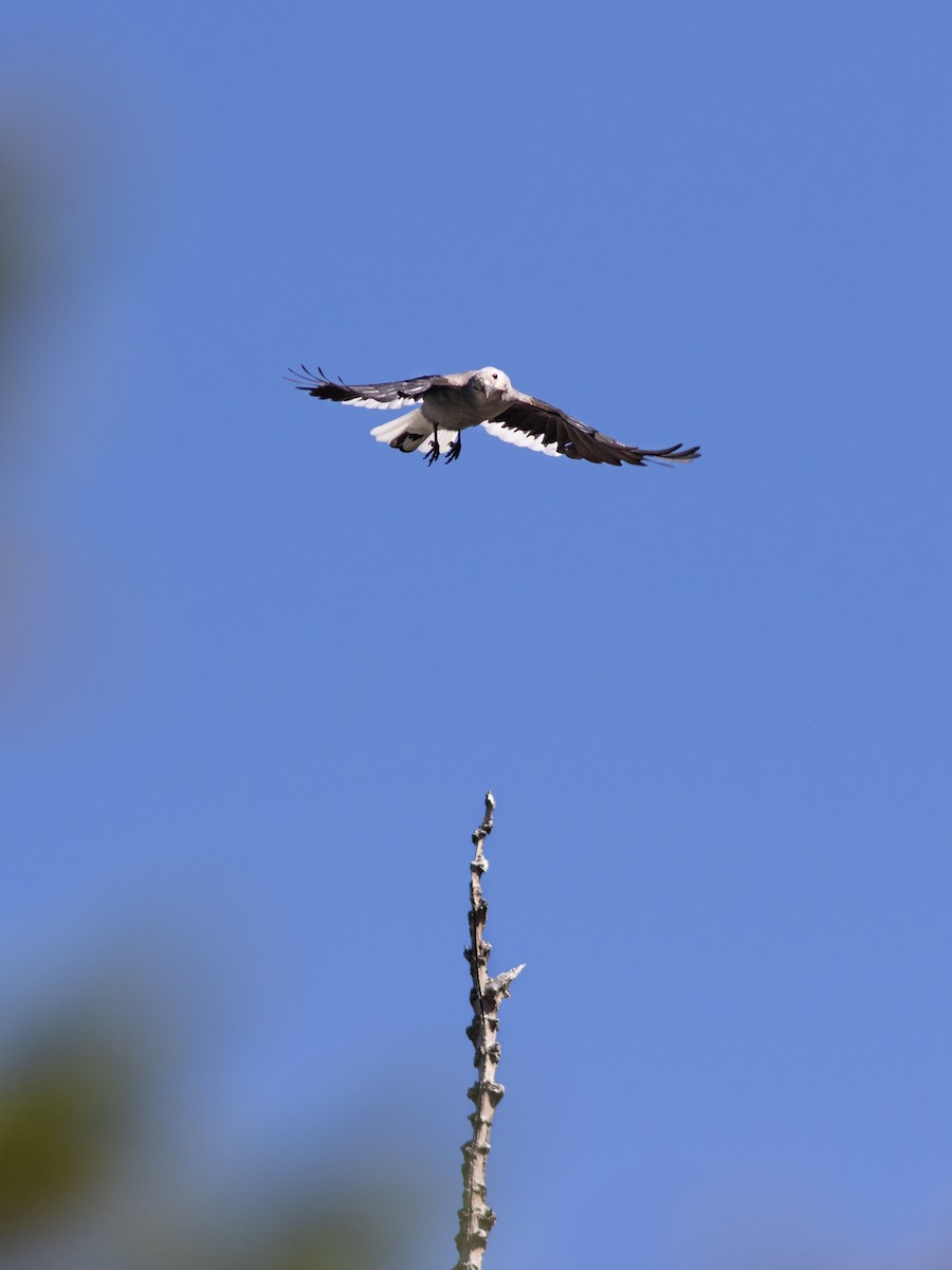 Clark's Nutcracker - ML613223711