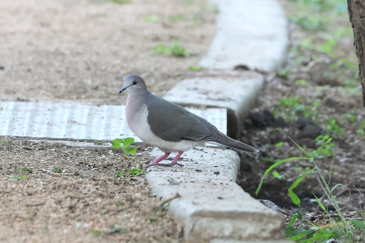 White-tipped Dove - Michael Weaver