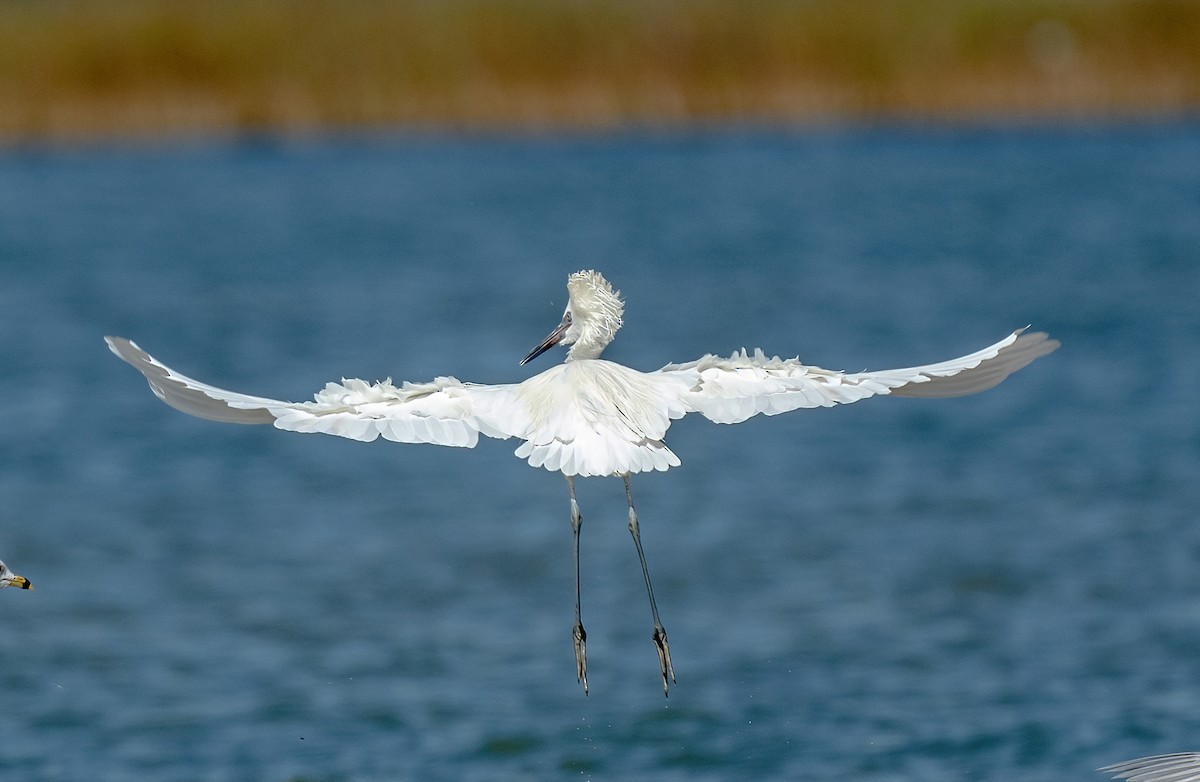 Reddish Egret - ML613223750