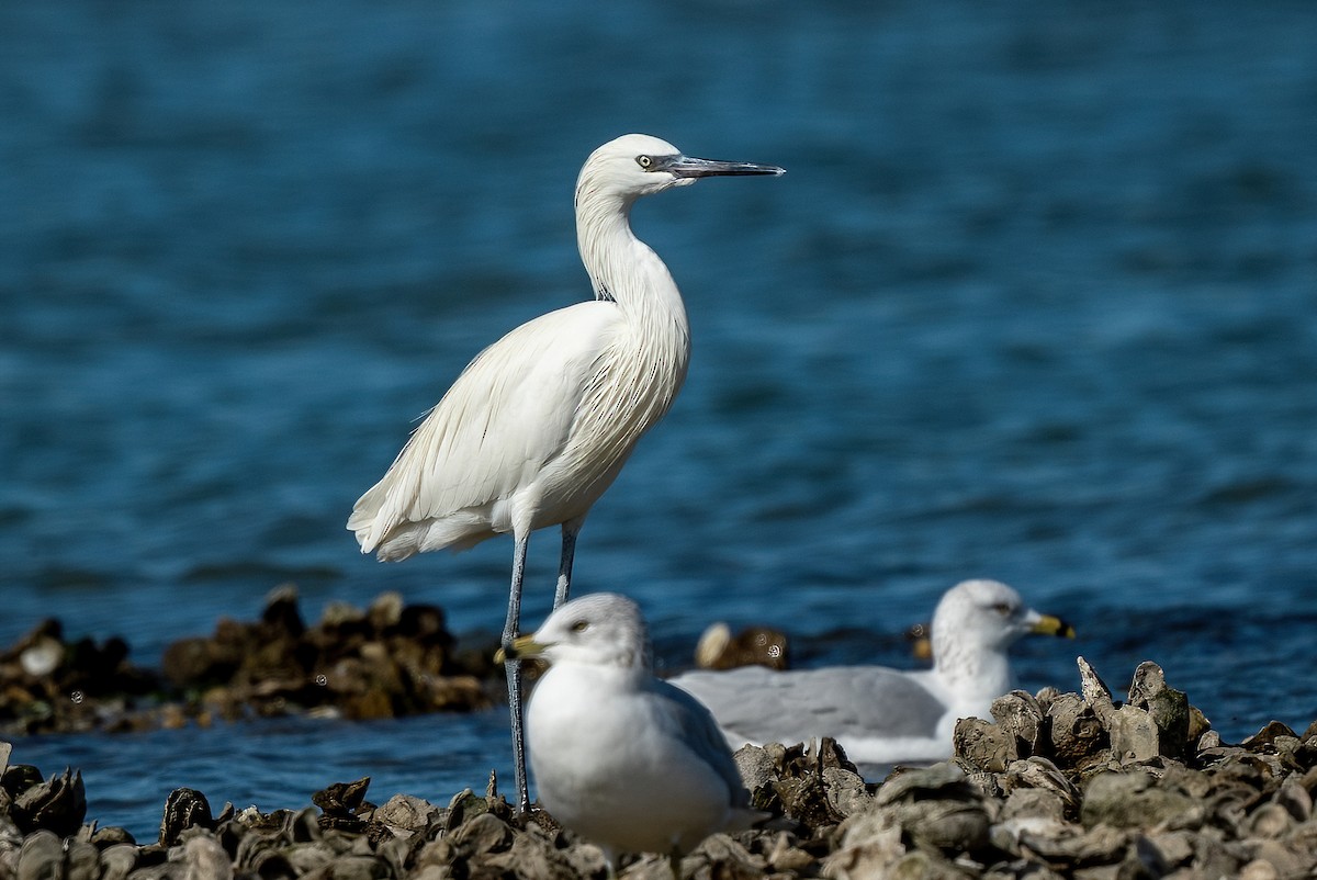 Reddish Egret - ML613223752