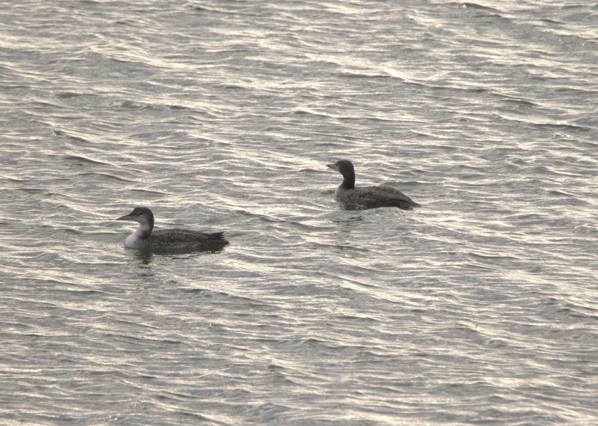 Common Loon - Mark Mahaffey