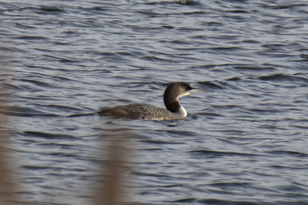 Common Loon - ML613223822