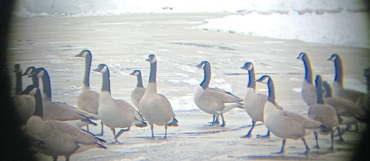 Cackling/Canada Goose - ML613223823