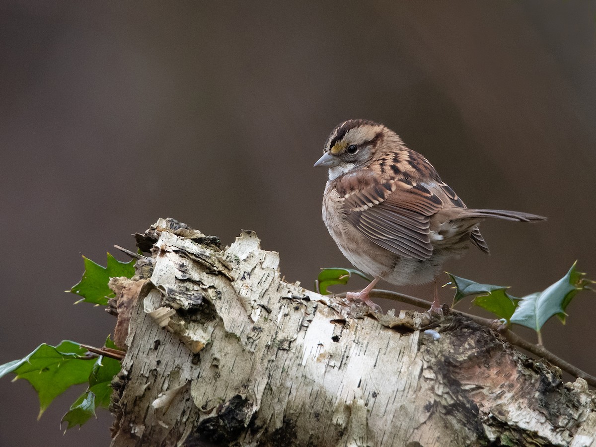 White-throated Sparrow - ML613223852