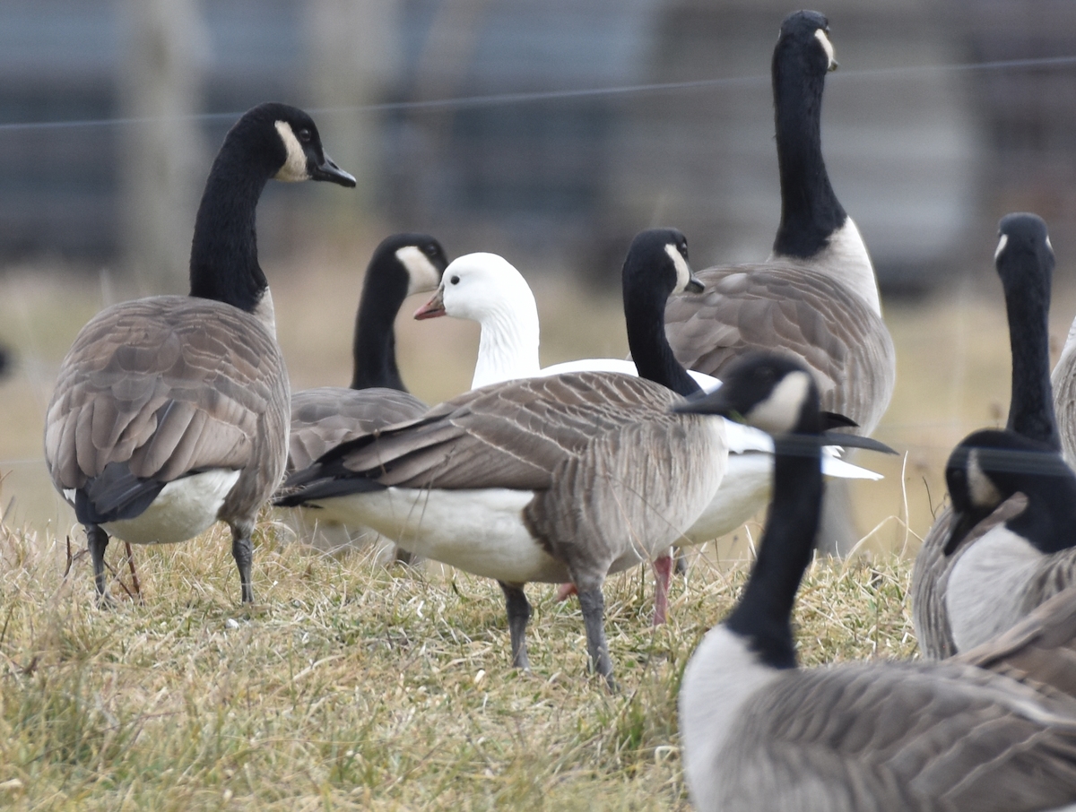 Ross's Goose - ML613223870