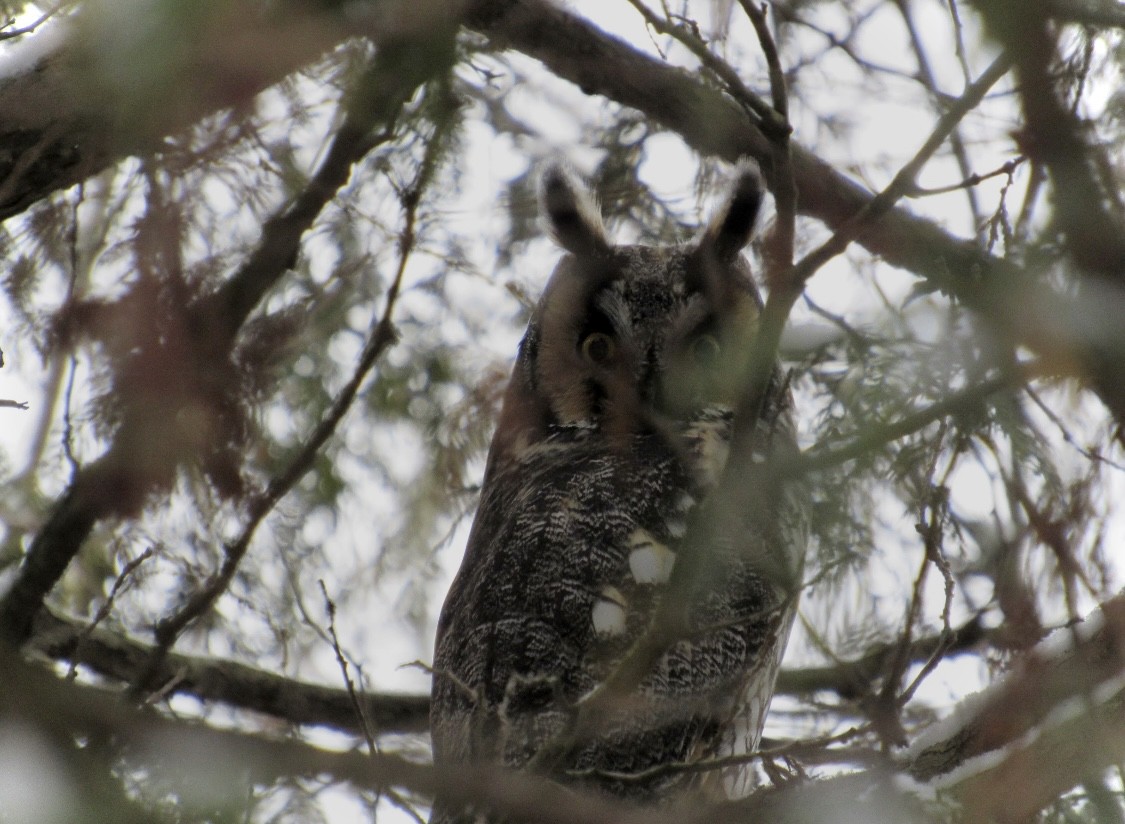 Long-eared Owl - ML613223874