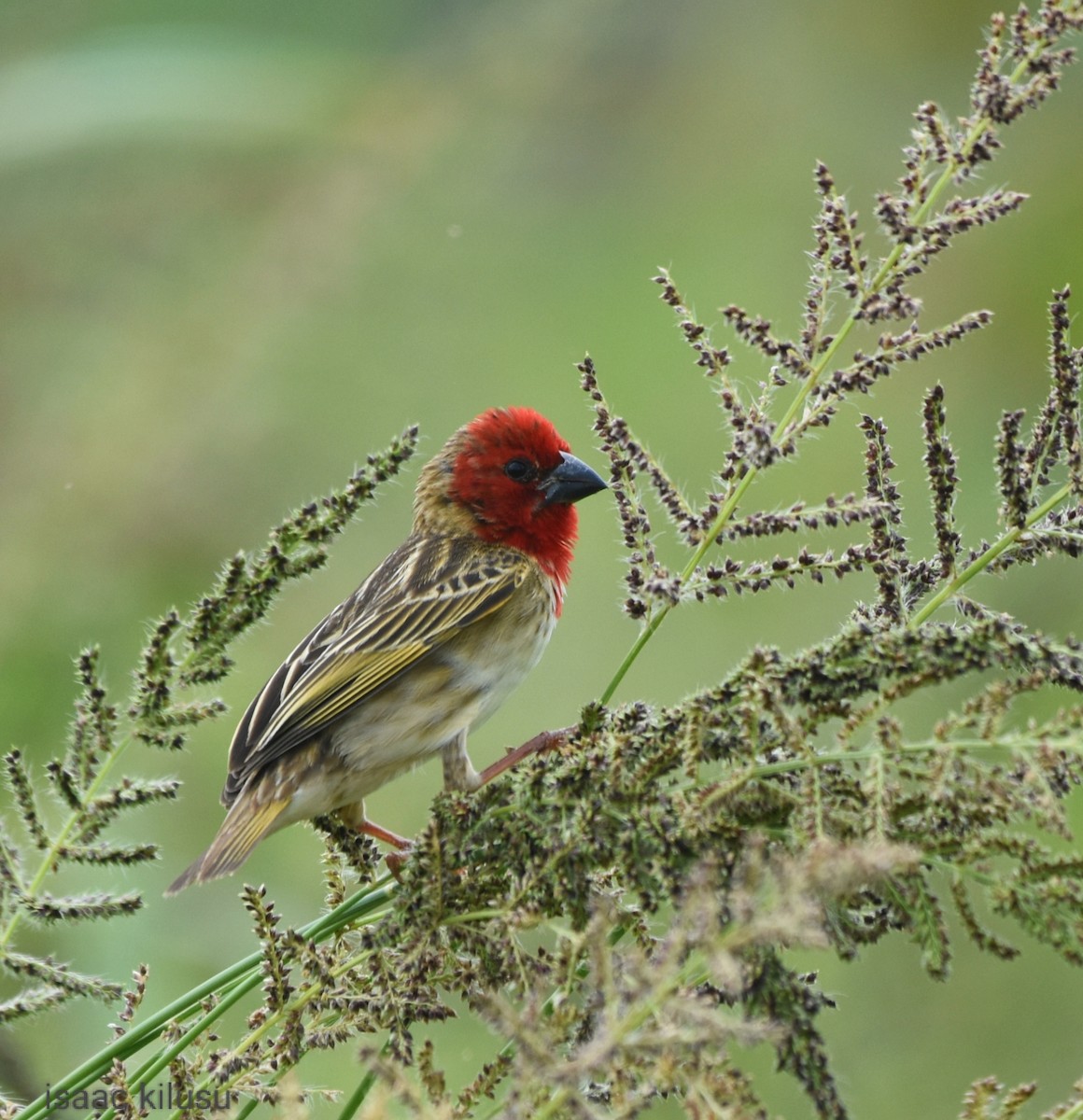 Cardinal Quelea - ML613223898