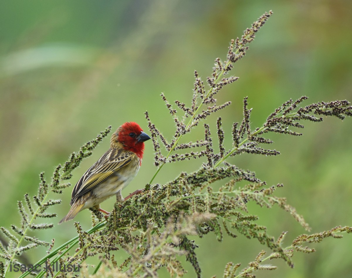 Cardinal Quelea - ML613223900