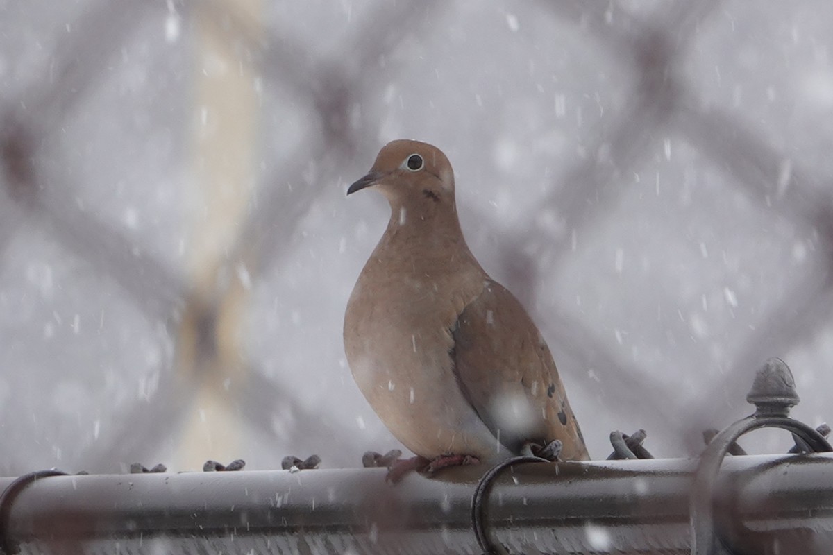 Mourning Dove - ML613223973