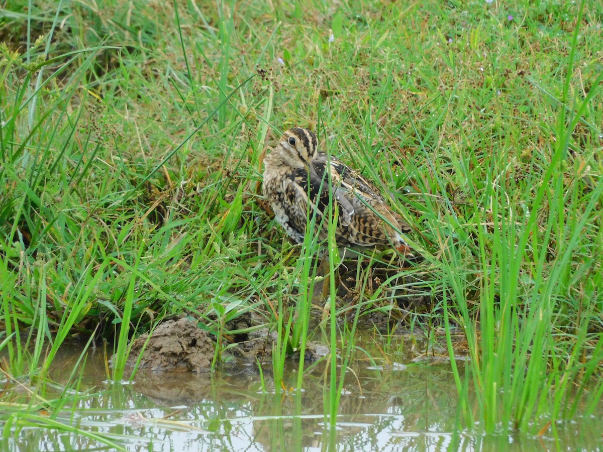 Pin-tailed Snipe - ML613223989