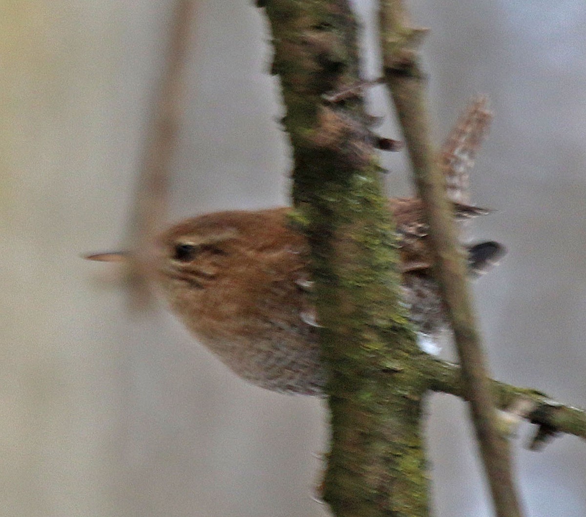 Winter Wren - ML613223992