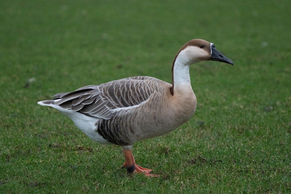 Swan Goose (Domestic type) - ML613223994