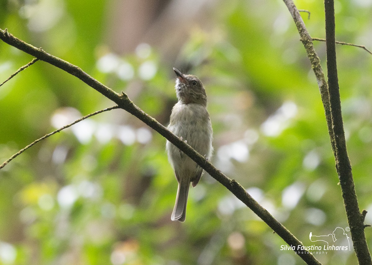 White-bellied Tody-Tyrant - Silvia Faustino Linhares