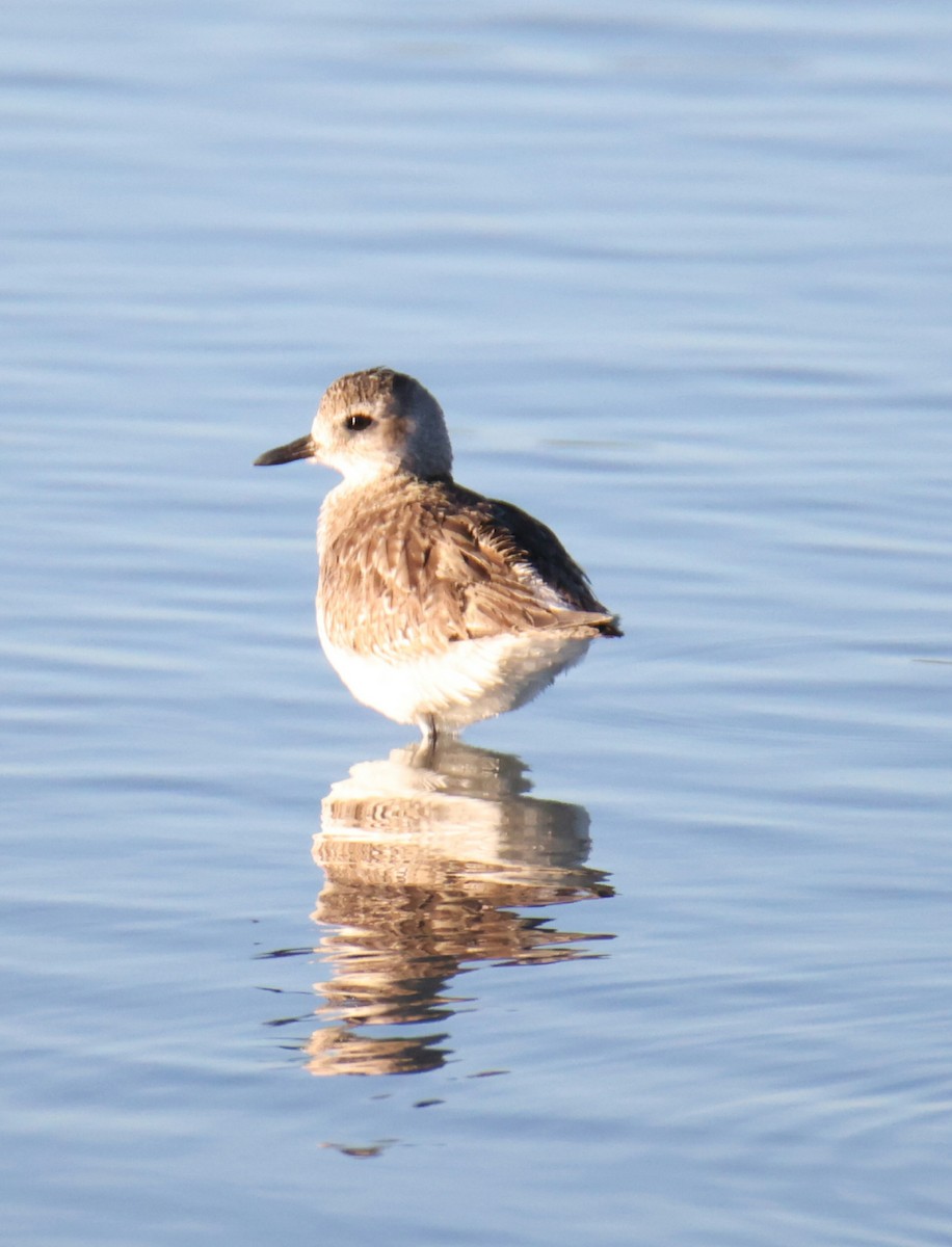 Black-bellied Plover - ML613224139