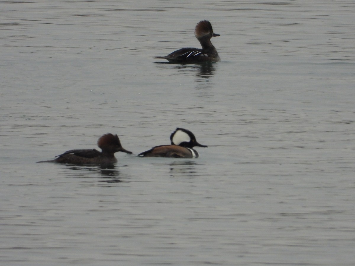 Hooded Merganser - ML613224156