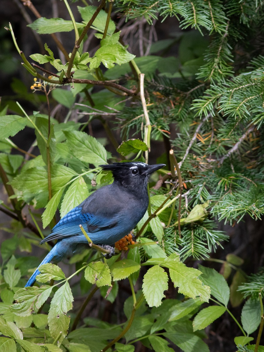 Steller's Jay - ML613224207