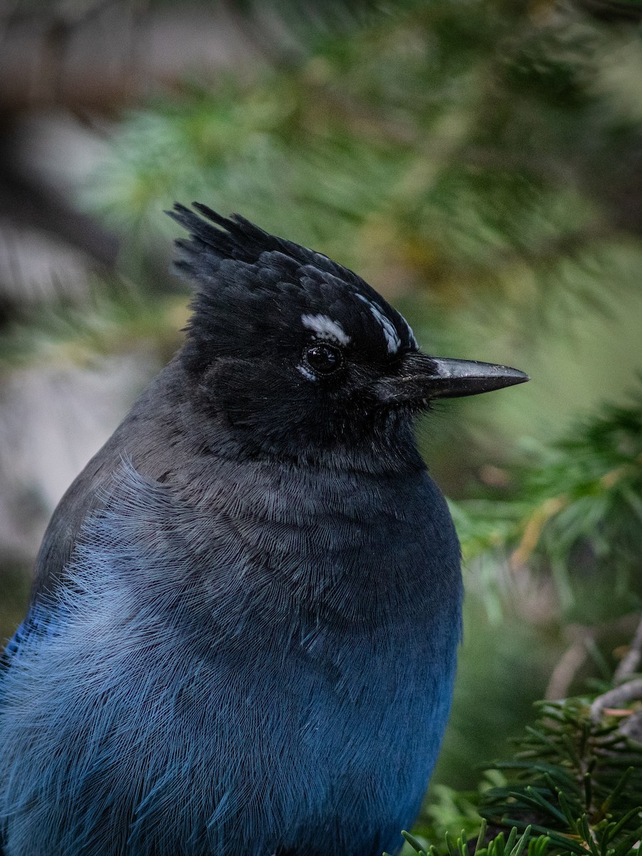 Steller's Jay - ML613224264