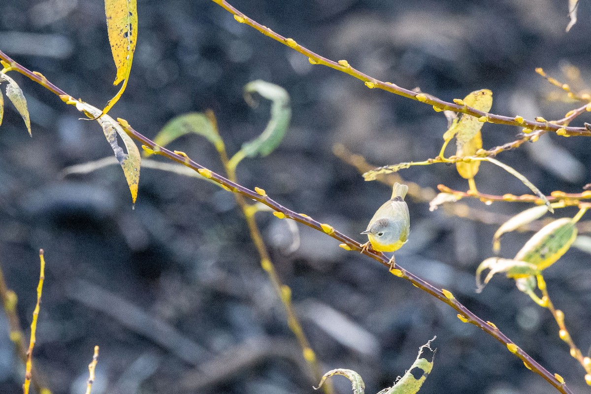 Nashville Warbler - Bob Hasenick