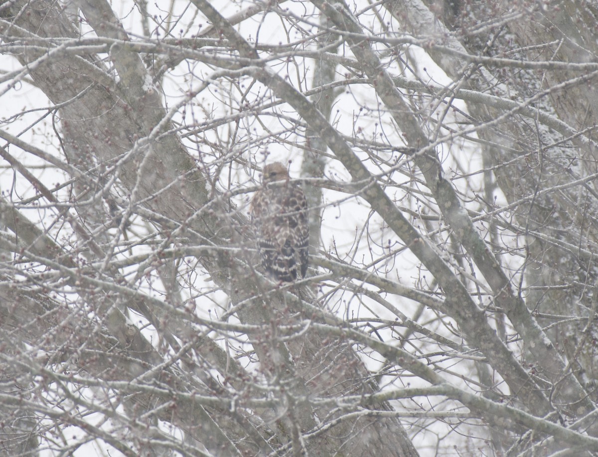 Red-shouldered Hawk - ML613224390