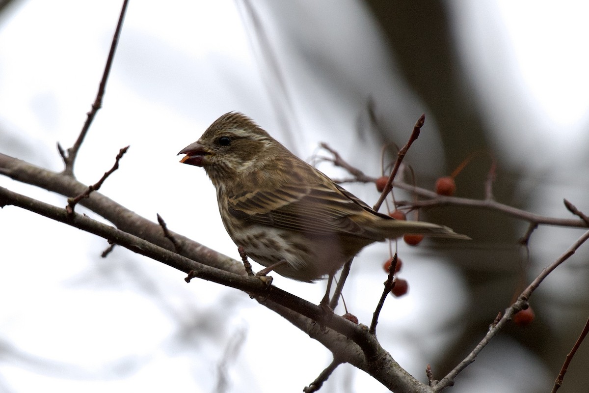 Purple Finch - ML613224527