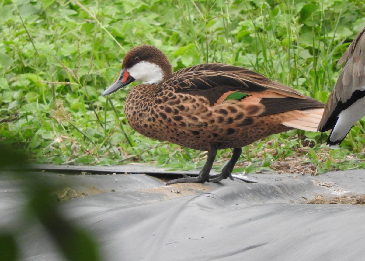 White-cheeked Pintail - ML613224531