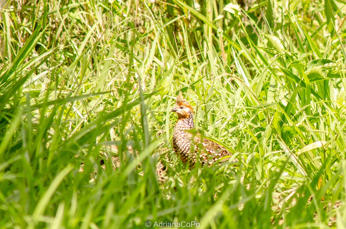 Crested Bobwhite - ML613224533