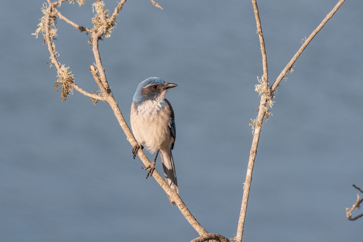 California Scrub-Jay - Bob Hasenick