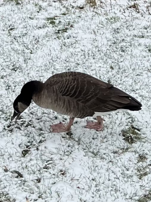 Graylag Goose - Anonymous