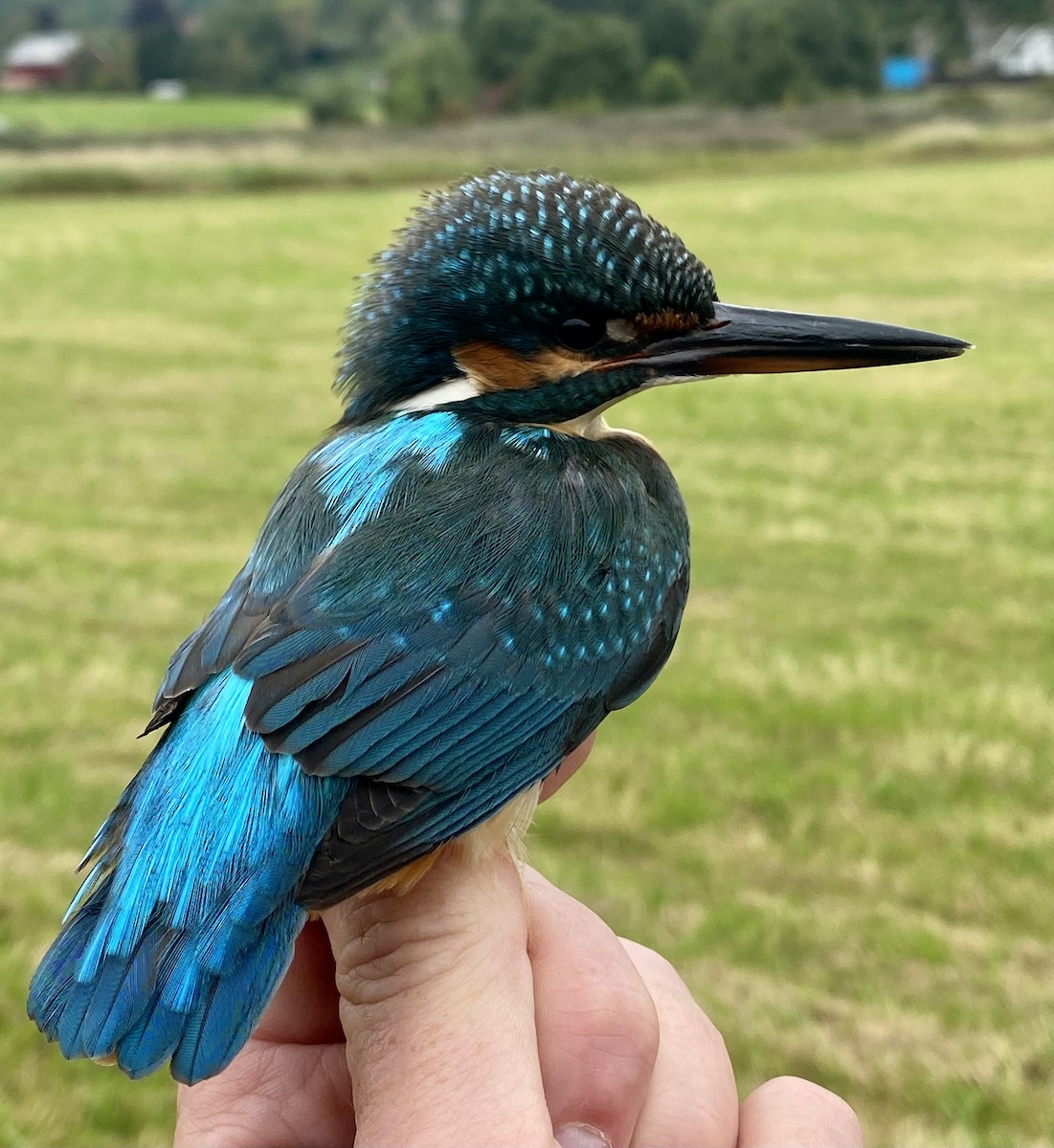 Common Kingfisher - ML613224645