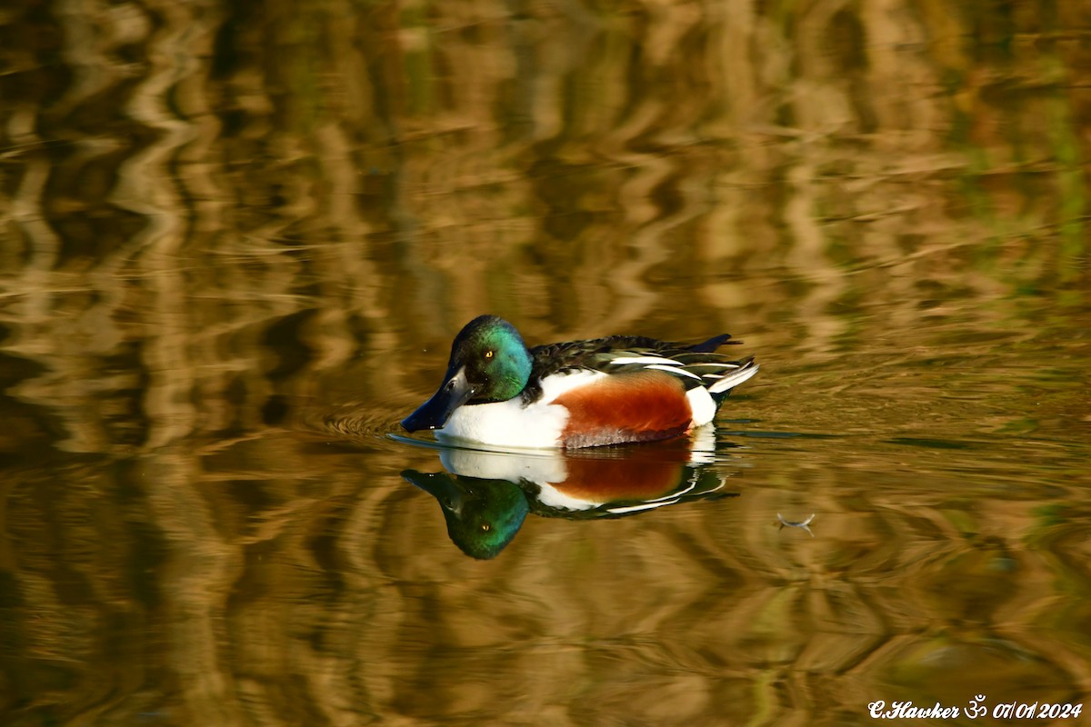 Northern Shoveler - ML613224846