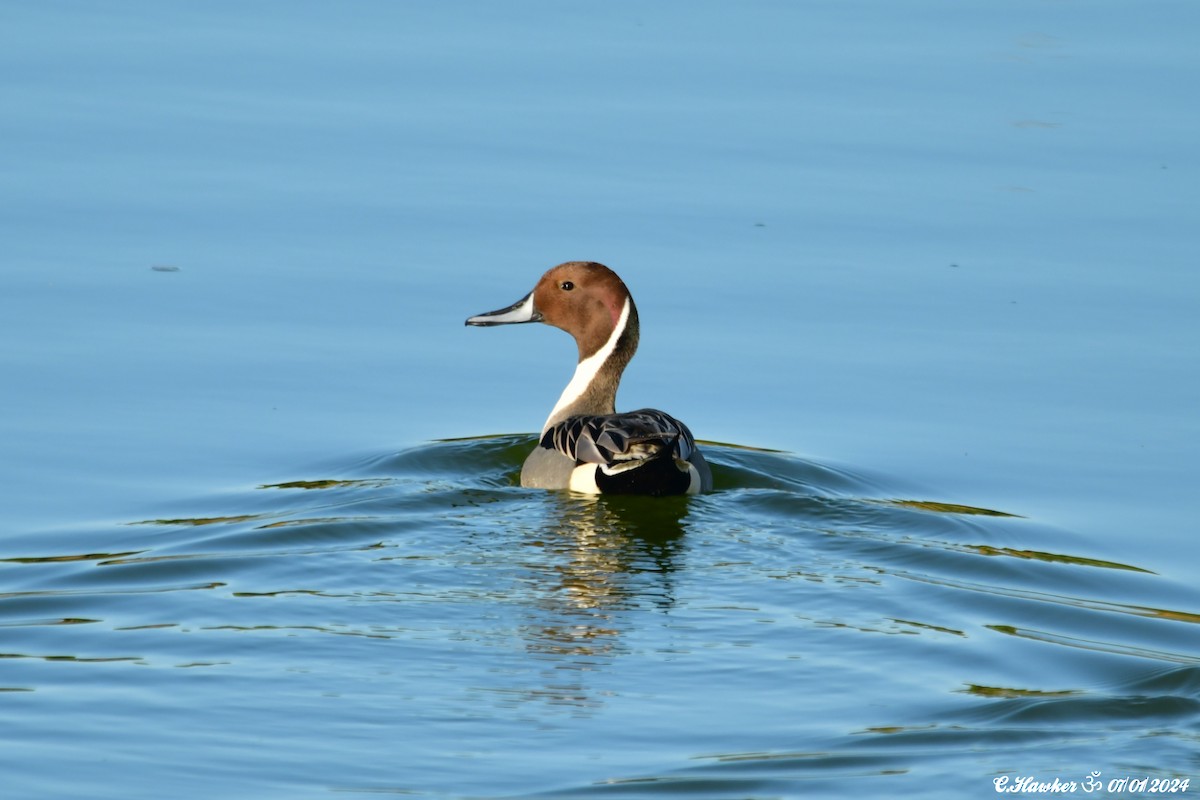 Northern Pintail - Carl  Hawker