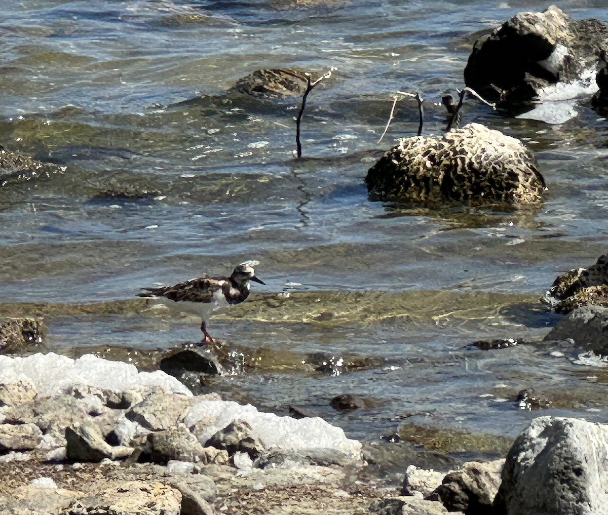 Ruddy Turnstone - ML613224889